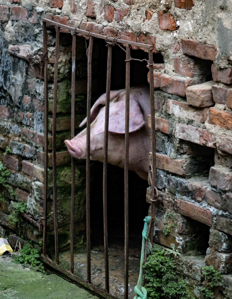 Supreme Court Denies Pork Industry Appeal of Animal Welfare Law
